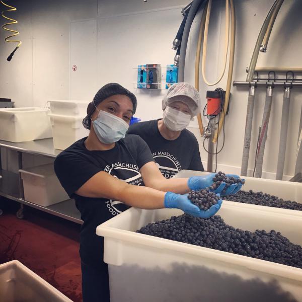 Preparing blueberries